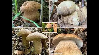 Juni-R&uuml;ckblick | Sommersteinpilz, Eichensteinpilz, Boletus aestivalis | 2020
