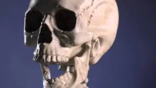 Pose and Hold Skeleton | Halloween Decorations | Shindigz