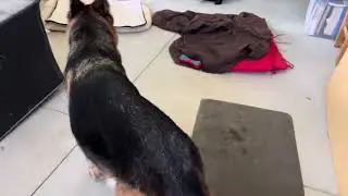 German Shepherd Rescue Dog Jax Mental Stimulation Canine Enrichment  Deb Nabb The Mutt Master
