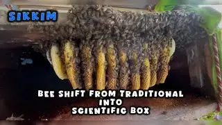 “I Transferred a Whole Colony Into a Scientific Box — Here’s What Happened!” #bees #sikkim #beeswax 