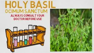 Essential Oil Breakdown: Holy Basil Oil! Benefits, Uses, and History (Aromatherapy)