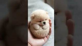 Cute miniature puppies #cutespets #cute #pets #minipets #puppy #animals #cutedog