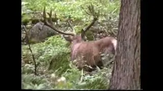 Králˇov príchod na rujoviská -  jelenia ruja  -  cinty..mpg