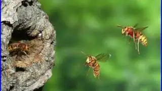 The Bug Song - Happy Labor Day