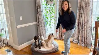 The Ultimate Memory Foam Dog Bed!