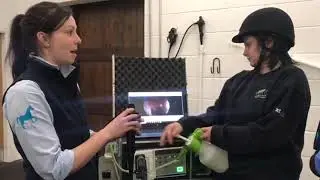 Equine Gastroscopy