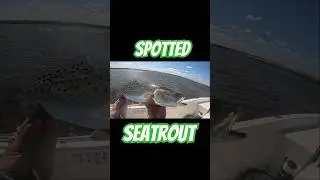 #fish #shorts #fishingvideo #florida #outdoorlife #explore #shorts #fishing #trout #troutfishing