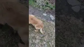 Gavster walks #funnyanimals #dog #dogs