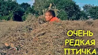 Уникальные кадры самой редкой в мире птички