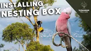 Installing Nesting Box for Local Wildlife