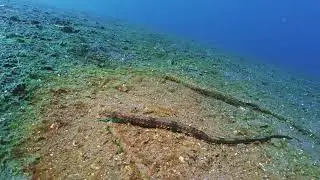 【映像記録】ヒフキヨウジと泳ぐ- Crested Pipefish