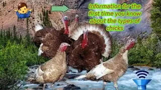 Very recent information about chicken types, especially (Americans / Canada / Kuwait)🔥🔥☝️