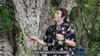 Cork Oak Tree With Tony