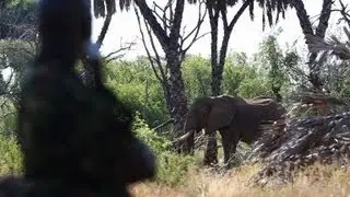 Poaching in Kenya: action needed to save elephants