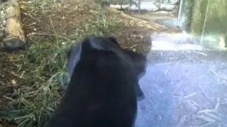 Sun bears fighting at Edinburgh zoo