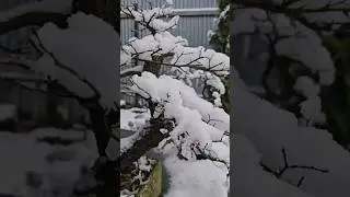 Зима наступает в Саду Бонсай #зима #ромавпр #бонсай