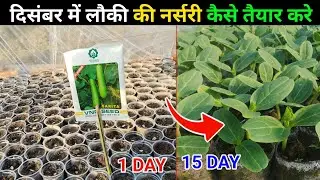 सर्दी में लौकी का नर्सरी तैयार करने का आसान तरीका | Bottle gourd nursery in the winter season videos
