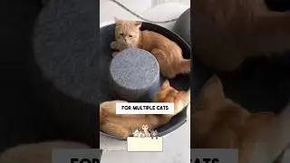 This Donut Tunnel Bed for Cats is the Best! 😻