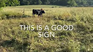 Dexter cow in standing heat! Let&rsquo;s get her loaded and to the vet for some A. I.