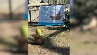 It&rsquo;s a boy! San Antonio Zoo hosts gender reveal for Tupi, the baby capybara