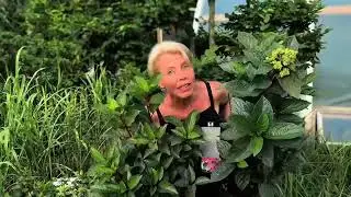 iepazīsti hortenziju nu šķirnes. 1.sērija( 10 Living Creations radītās šķirnes)