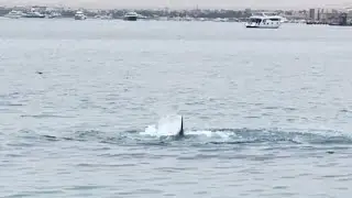 The HORRIFYING Last Seconds Of Vladimir Popov: Tiger Shark Attack (Instant Reaction)