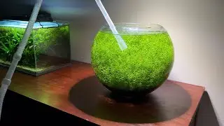 Nano Ecosystem Fish Bowl - No CO2 No Filter
