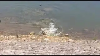 Ratanpur Khuntaghat crocodile Attack to Dog... Ratanpur Khuntaghat Distt.Bilaspur Chhattisgarh
