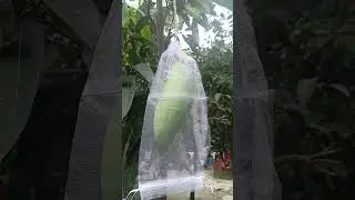ফ্রুট প্রটেকশন ব্যাগ -  Fruit Protection Bag.