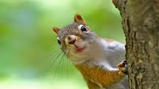 Funny and Cute Squirrels Compilation 😂 [Funny Pets]
