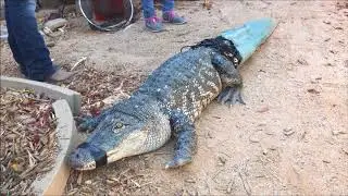 Mr. Stubbs With Tail - Courtesy of Phoenix Herpetological Society