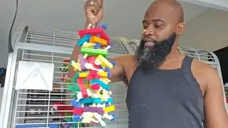 The daily life of a macaw owner (daily cleaning routine)