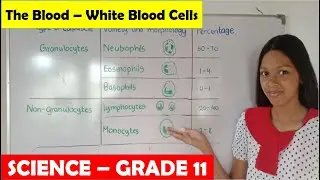 White Blood Cells | WBC | Grade 11 | Science | Granulocyte | Non - Granulocyte |