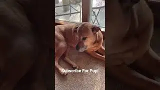 Pup Being Chill 😎