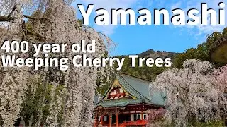 【Yamanashi/Minobu】Walking at Minobusan Kuonji Temple（Weeping Cherry Blossoms, Full Bloom,Temple)