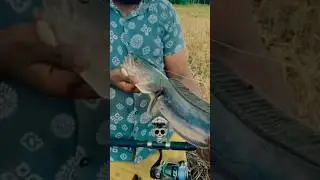 Giant sneakhead🐍🎣@Finandknife #giantsnakehead #fishing #casting #srilanka