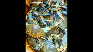 Crab Fishing Ban Lifted in Bahrain Waters | Mefriend App |