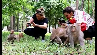 wow! Funny monkey group meeting with tourist - Amazing monkey meeting near Angkor Tom Temple