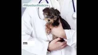 What do animal medicines actually do?