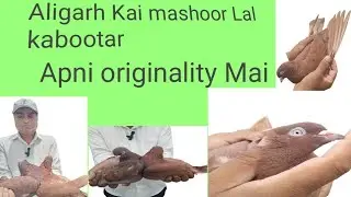 Aligarh Kai mashoor Lal kabootar ||Apni originality Mai #kabootar #up 81 sky King pegion loft