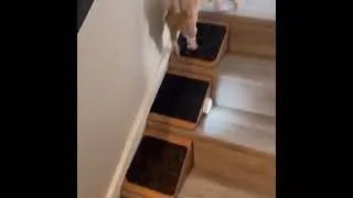 Stairwedge - Dog Ramp for Small Dogs - Versatile Stair Ramp for Any Staircase