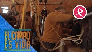 Alejandro y su padre orde&ntilde;an a las cabras con el orde&ntilde;ador mec&aacute;nico | El campo es vida