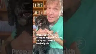 Hemorrhoid Cream for Dogs?