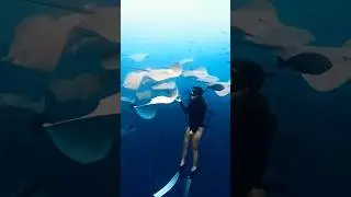 String Ray 4