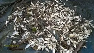 নেট জালে ডাল ডুবিয়ে তিন দিনে চার কেজি পুটিমাছ।। Amizing Fishing Video 26 December 2025