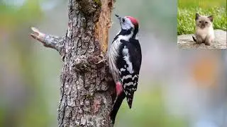Средний пестрый дятел   Dendrocopos medius
