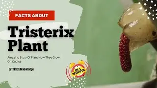 Facts About Tristerix Plant In 1 Minute -Amazing Story Of Plant How They Grow On Cactus