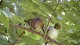 Silvereye (Zosterops lateralis)
