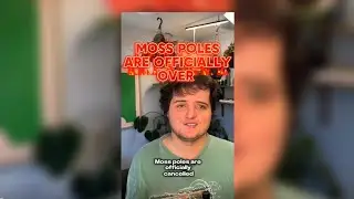 Moss Poles are CANCELLED - The BEST and EASIEST Climbing Plant Support Alternatives