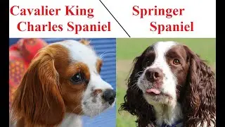 Springer Spaniel a Cavalier King Charles Spaniel - PORÓWNANIE
